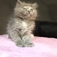 بچه گربه برتیش لانگهیر خرسی