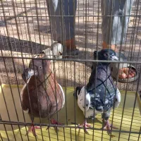 کفتر|پرنده|اردکان, |دیوار