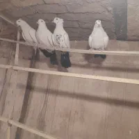 کبوتر|پرنده|ابهر, |دیوار