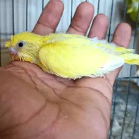 جوجه مرغ عشق