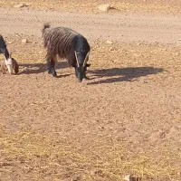 بزشیرازی|حیوانات مزرعه|کبودرآهنگ, |دیوار
