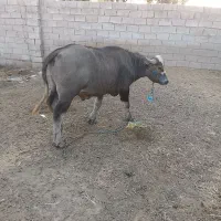 گاومیش نر