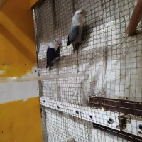 کوتوله کتوله قفس بزرگ