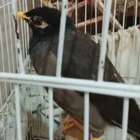 مرغ مینا جوجه قفس و عروس هلندی یک اشپیتس ماده|پرنده|قرچک, مجتمع گلشهر|دیوار