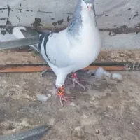 بدرنگ نر|پرنده|اقبالیه, |دیوار