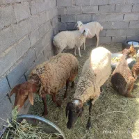 گوسفند.میش.بره