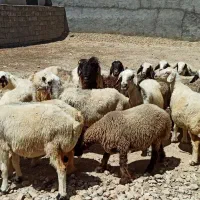 میش داشتی