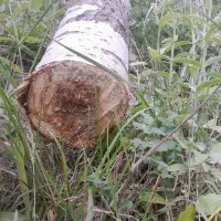 خرید انواع درخت وچوب و هرس