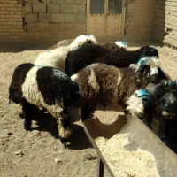 فروش انواع بره|حیوانات مزرعه|بروجن, |دیوار