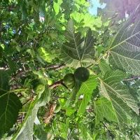 فروش بر انجیر