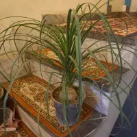 کاج مطبق دوشاخه بزرگ|گل و گیاه طبیعی|بروجرد, |دیوار