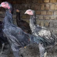 خروس لاری افغان|حیوانات مزرعه|ضیاء آباد, |دیوار