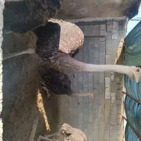 فروش شترمرغ پروار