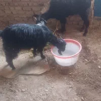 سلام بزفروشی هستن یا مشتری کنار میایم|حیوانات مزرعه|خاش, |دیوار