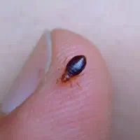 سمپاشی سوسک ساس در تمام نقاط مشهد|خدمات نظافت|مشهد, آیت الله کاشانی|دیوار