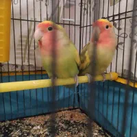 طوطی برزیلی