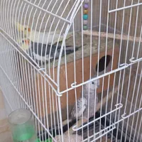 عروس هلندی جفت ماده نر اماده معاوضه استیل قابلمه