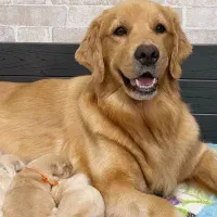 گلدن رتریور|سگ|تهران, پردیسان|دیوار