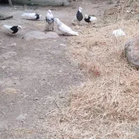 طوق|پرنده|سی‌سخت, |دیوار