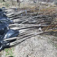 نهال گردو کاغذی ۴ ساله قیمت ۱۲۰ هزار تومان|خدمات باغبانی و درختکاری|صوفیان, |دیوار