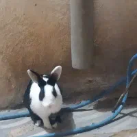 200|موش و خرگوش|دورود, |دیوار