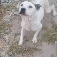 واگذاری پیتبول|سگ|بناب, |دیوار