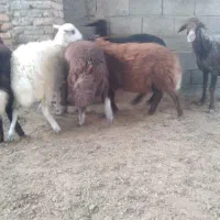 گوسفندوبره نرقربانی