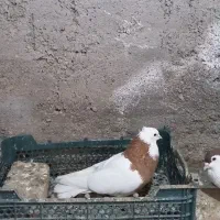 کفتر|پرنده|مشهد, شهرک امام هادی (شهرک غرب)|دیوار