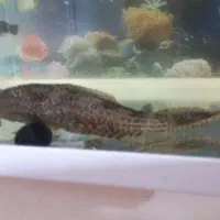 لجنخوار کت اسپرت