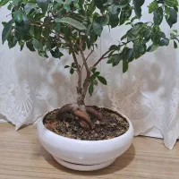 گل بونسای|گل و گیاه طبیعی|اندیشه, اندیشه فاز ۱|دیوار