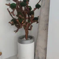 درختچه تزئینی جاودانه