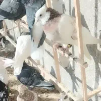 کبوتر طوقی و سار