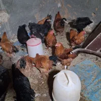 مرغ  و خروس برهما|حیوانات مزرعه|شیراز, گویم|دیوار