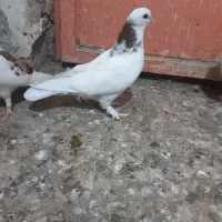 کبوتر گره کوک