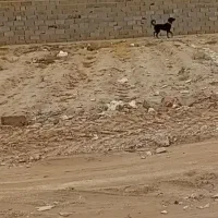 سگ نگهبان هوشیار|سگ|حمیدیا, |دیوار