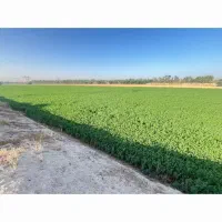 یونجه خشک