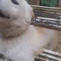 واگزاری رایگان