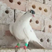 ۴ پرنده جهت نوبازی و دور بوم،فروشی