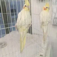 کوتوله  عروس  میخام