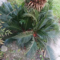 سیکاس جوان|گل و گیاه طبیعی|رشت, پارک شهر|دیوار