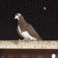 کفتر بوم المانی سار هفترنگ سینه چپ افشون زرد|پرنده|مشهد, هفده شهریور|دیوار