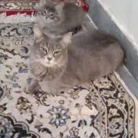 بچه گربه ملوس