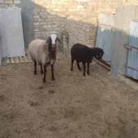 ۲عددبره ماده ومیش ۲قلو|حیوانات مزرعه|کاشان, دشت لتحر|دیوار