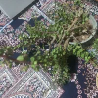 گل غرفه‌ای