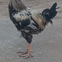 خروس  فروش