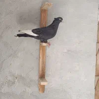 کبوتر قره بهبهونی ماده|پرنده|فسا, |دیوار