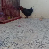 مرغ|حیوانات مزرعه|مسجد سلیمان, |دیوار