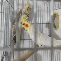 عروس هلندی|پرنده|صدرا-فارس, فاز ۱|دیوار