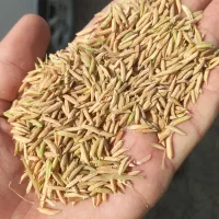 شالی بذری فجر