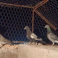 کبوتر|حیوانات|رفسنجان, |دیوار